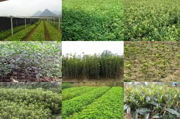 桂花可以怎么吃?1684112832977