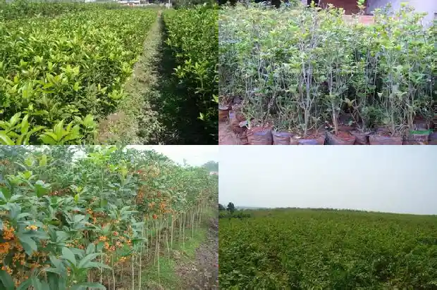 桂花是水果吗1684112842430