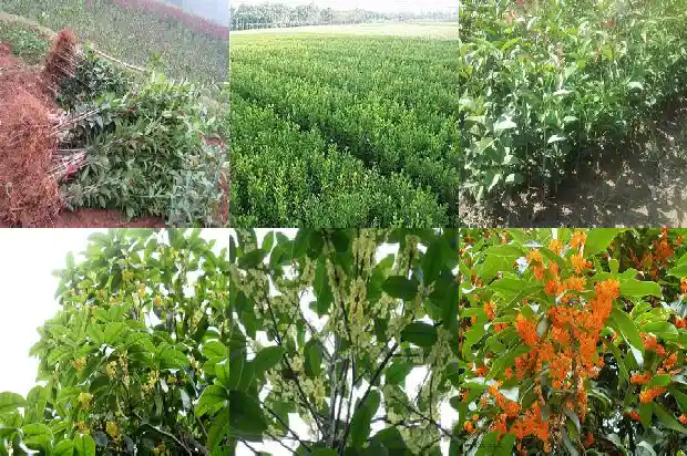 桂花是水果吗1684112842476