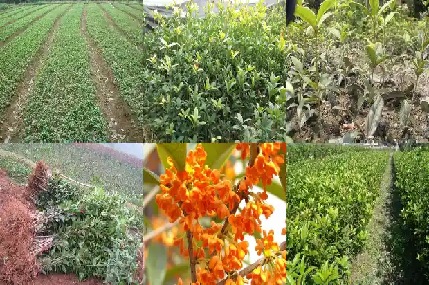 桂花是核果吗1684112849678