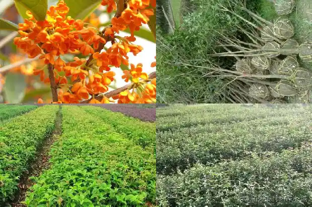炸桂花糕做法大全窍门1684112861246
