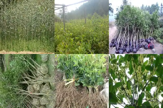 炸桂花糕做法大全窍门1684112861292