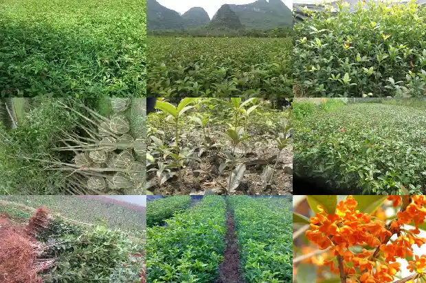炸桂花糕做法大全窍门1684112861340