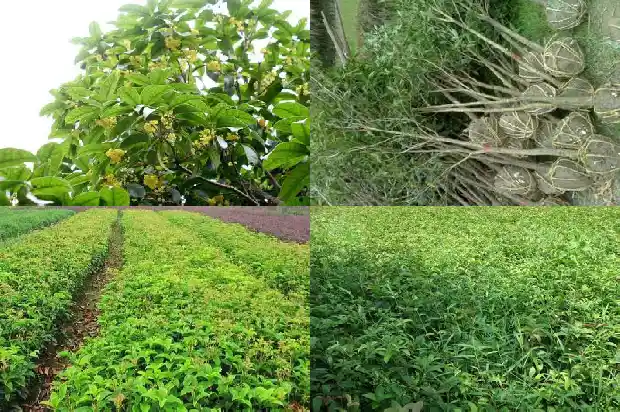 桂花糕做法?1684112872136