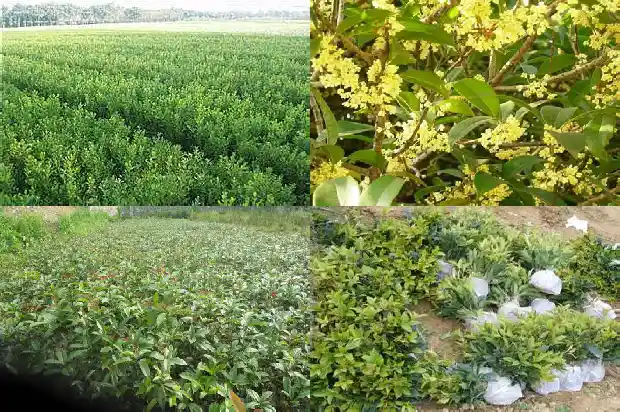 北方庭院种什么桂花树好1688431706904