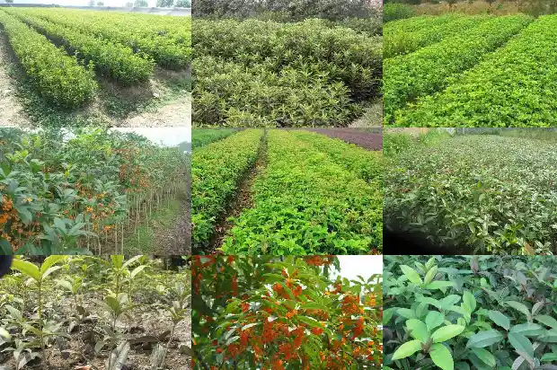 桂花是什么桂花的别称1684112887105