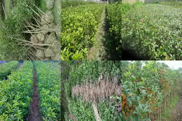 桂花8月不开花预示灾难严重1688948050032
