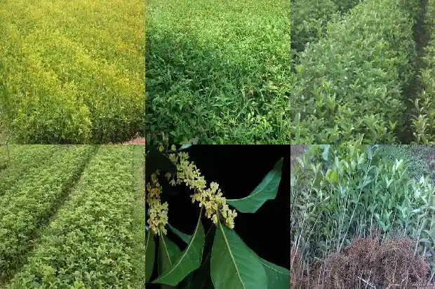 桂花的花是什么样的花1684112904079