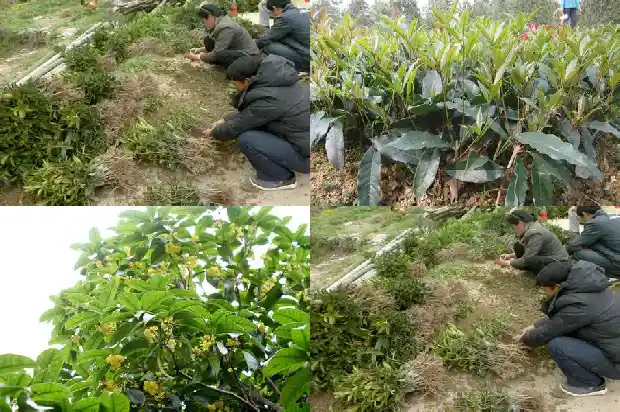 桂花的花是什么样的花1684112904127