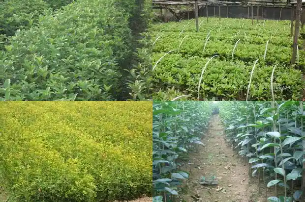 桂花的花是什么样的花1684112904175