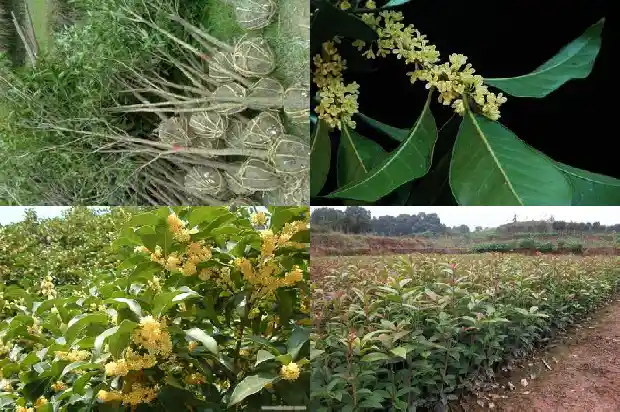 桂花是啥花1684112913482