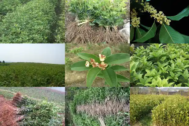 桂花是啥花1684112913529