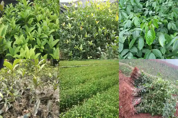 桂花丁香泡水喝的功效治疗幽门螺旋杆菌1689121614771