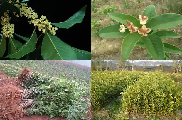 桂花红茶属于什么茶类的1689467291736