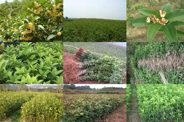 桂花是什么样子的作者写桂花树为什么还要写梅花1684112949130