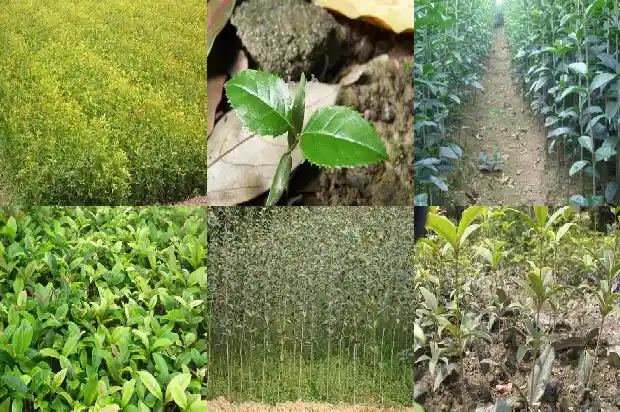 桂花是什么样子的作者写桂花树为什么还要写梅花1684112949226