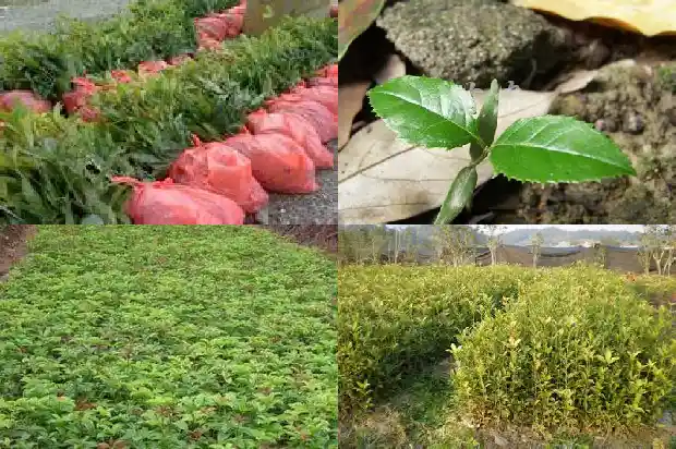 桂花可以做哪些好吃的1684112958831