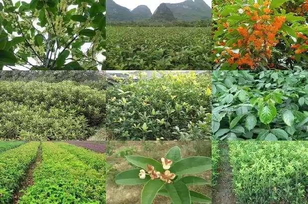 桂花哪个品种长期开花最好1688861817153