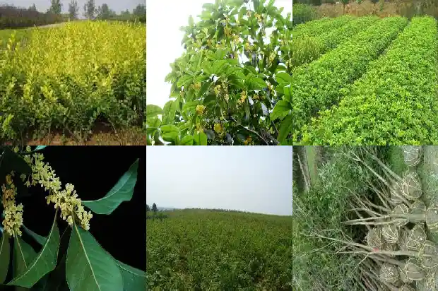 桂花可以做哪些好吃的1684112958927