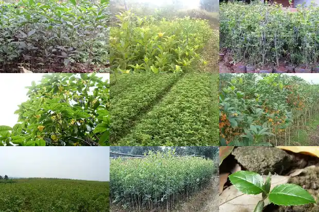 生吃桂花有毒吗1684112968081