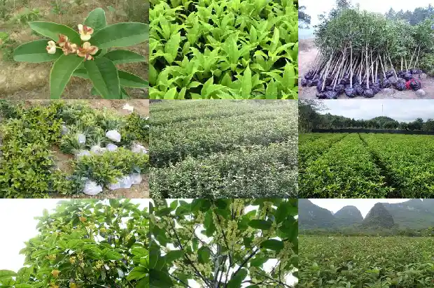 生吃桂花有毒吗1684112968129
