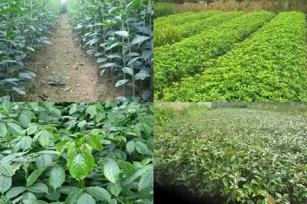 桂花能做哪些好吃的菜1684112979799