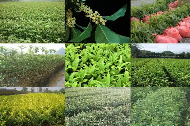 桂花能做哪些好吃的菜1684112979847