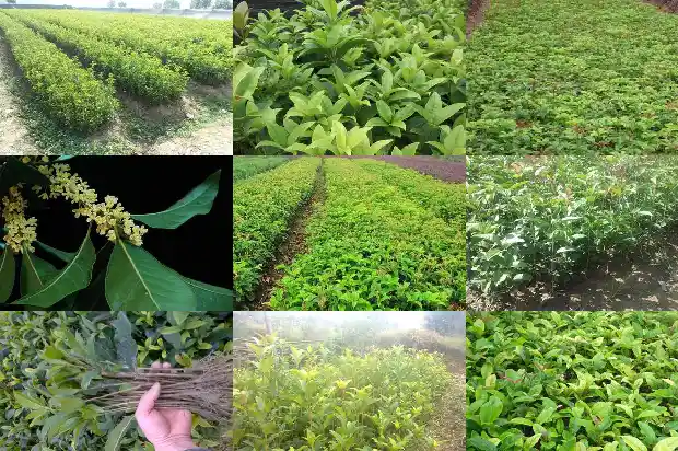 桂花能做哪些好吃的菜1684112979895