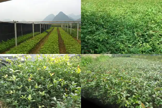 桂花能做哪些好吃的菜1684112979943