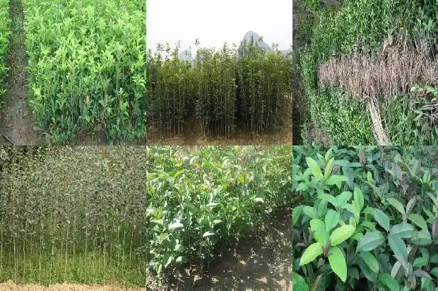 桂花能做哪些好吃的东西1684112989756