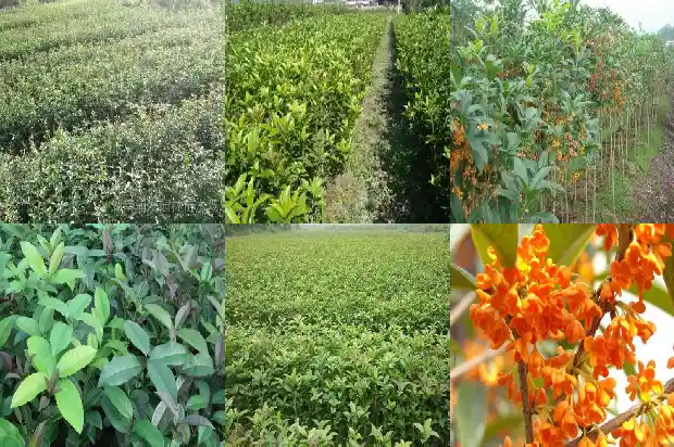 桂花可以做成哪些吃的1684113007114