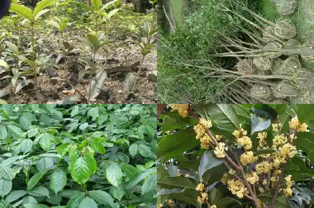 桂花好吃的1684113022127