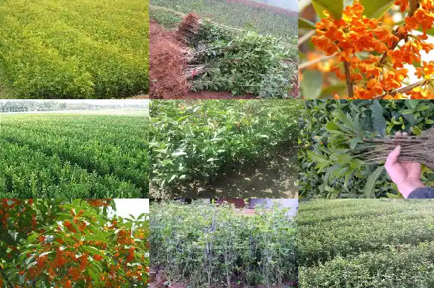 什么样的桂花能吃1684113033406
