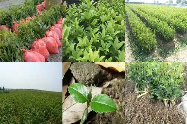 什么样的桂花能吃1684113033453