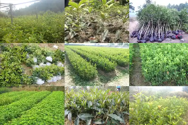 什么样的桂花能吃1684113033501