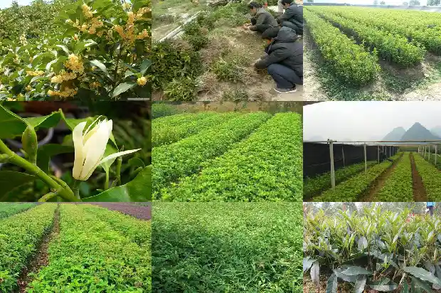 桂花的禁忌与副作用1689035246913