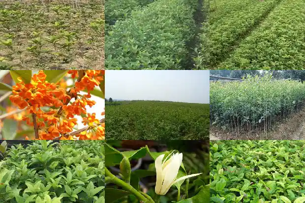 桂花可以做哪些小吃用1684113048028