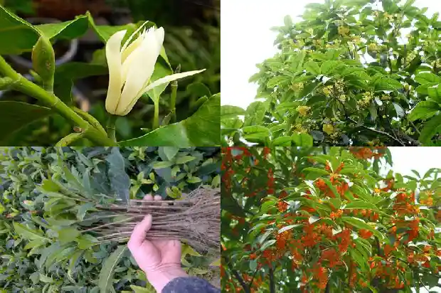 桂花可以用来做哪些美食1684113059913