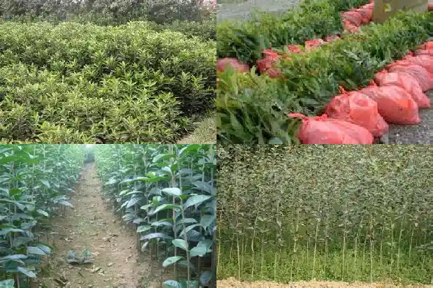 河南有没有桂花树种植1690591138129