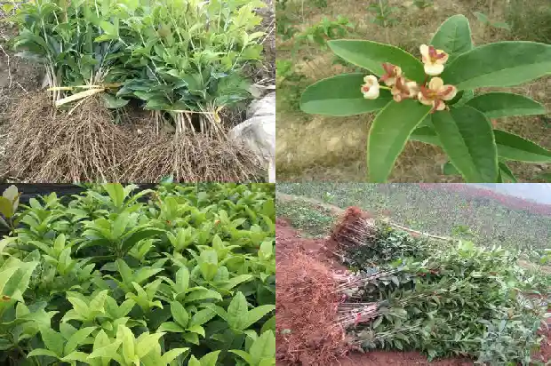 桂花酥好吃吗有营养吗1684113067503