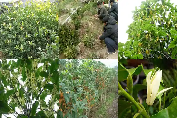 桂花酥怎么吃1684113075111