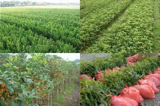 八月桂花树分公母吗?1688350010422