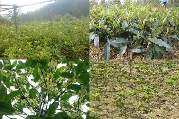 桂花酥是哪里特产1684113098725