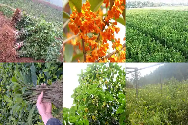 桂花鸡怎么做好吃1684113106503