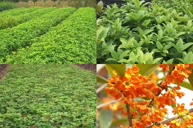桂花可以炖鸡吗1684113125372
