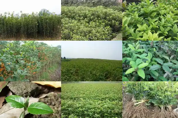 桂花可以炖鸡吗1684113125467