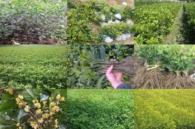 桂花可以炖鸡吗1684113125515
