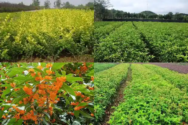 桂花饼是什么品种的1689467955811