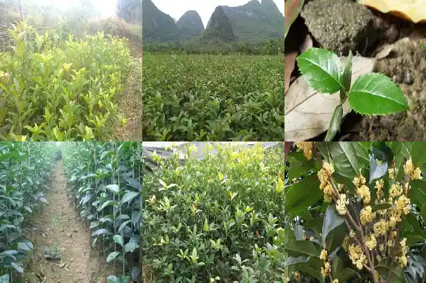 桂花鸡是什么品种1684113192317