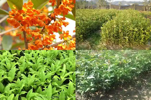 桂花鸡是什么品种1684113192364